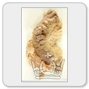 A random specimen from the collection. You will need to register and login to get details and view higher resolution images.