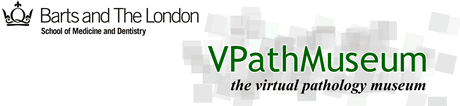 VPathMuseum Logo